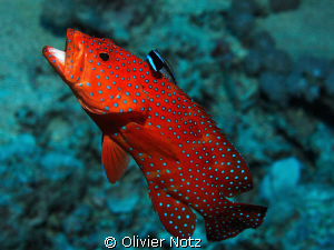 a very shy fish on cleaning station by Olivier Notz 